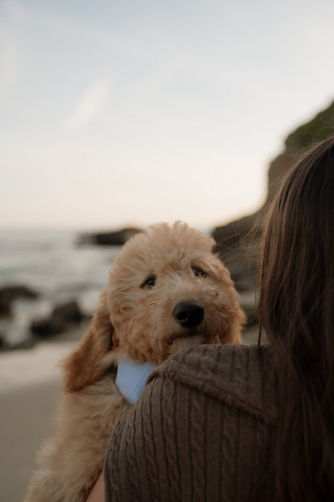 cute picture of the dog at the beach